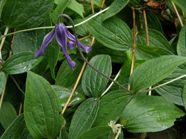 Plamének celolistý (Clematis integrifolia L.)