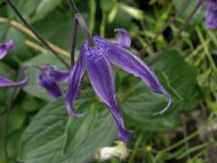 Plamének celolistý (Clematis integrifolia L.)