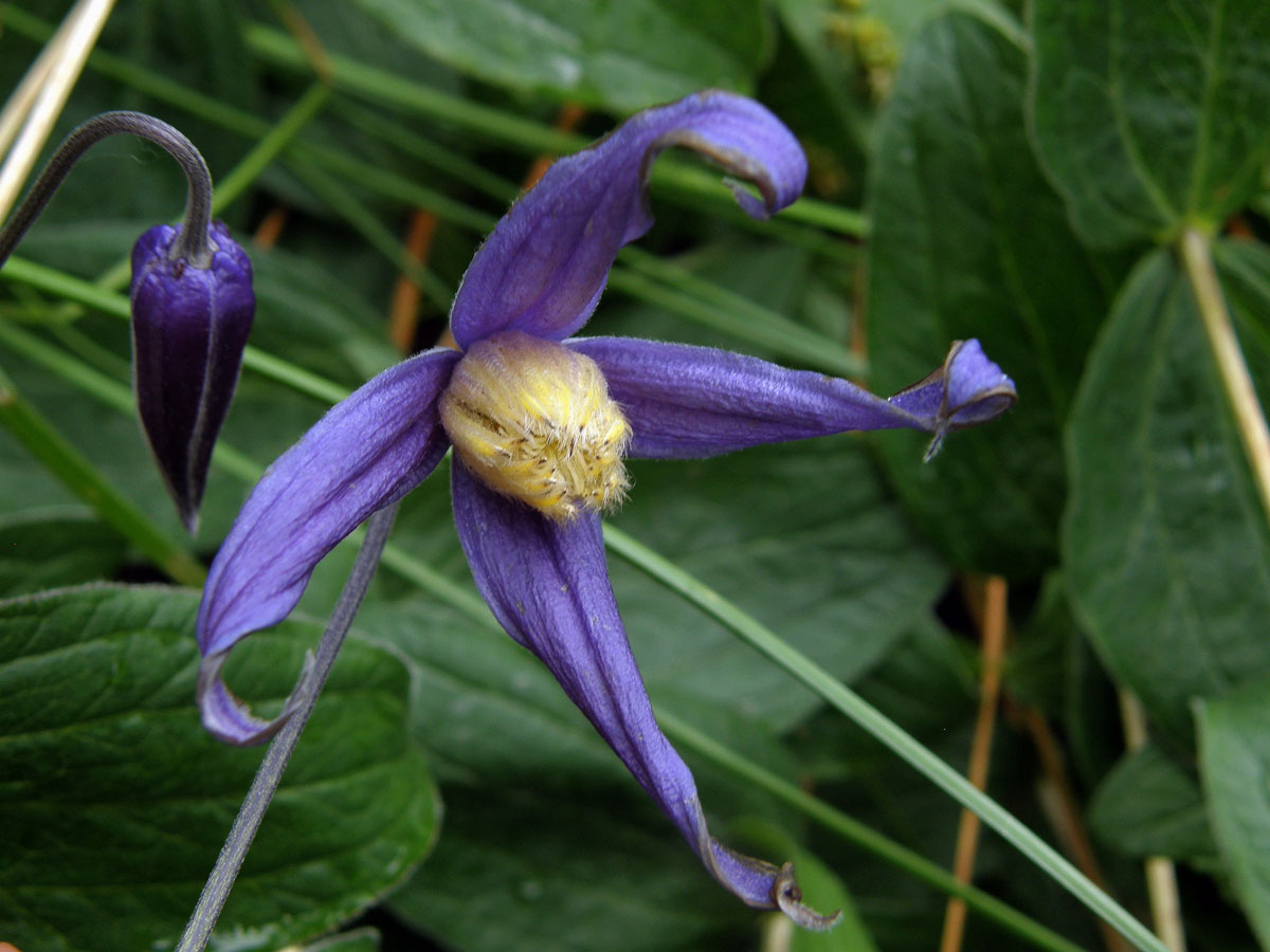 Plamének celolistý (Clematis integrifolia L.)