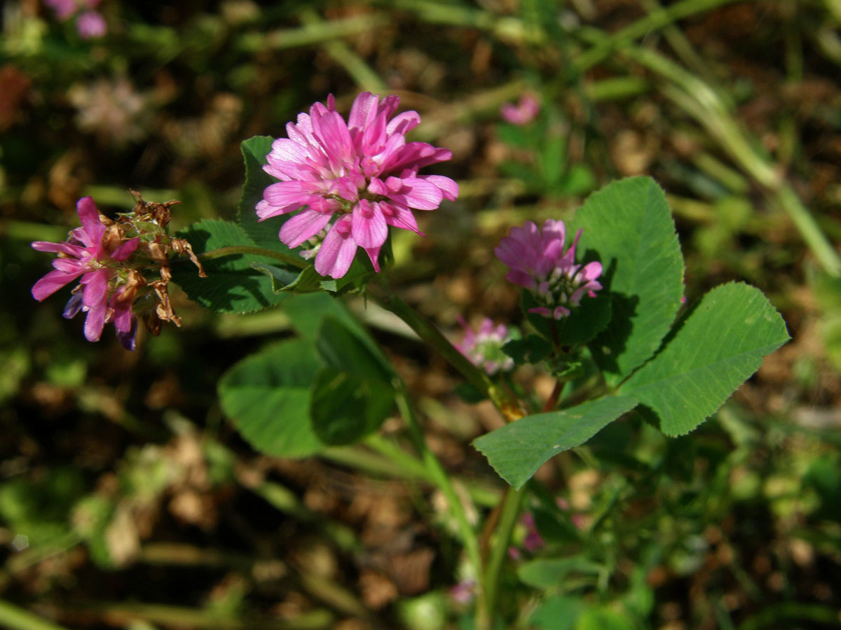 Jetel zvrácený (Trifolium resupinatum L.)