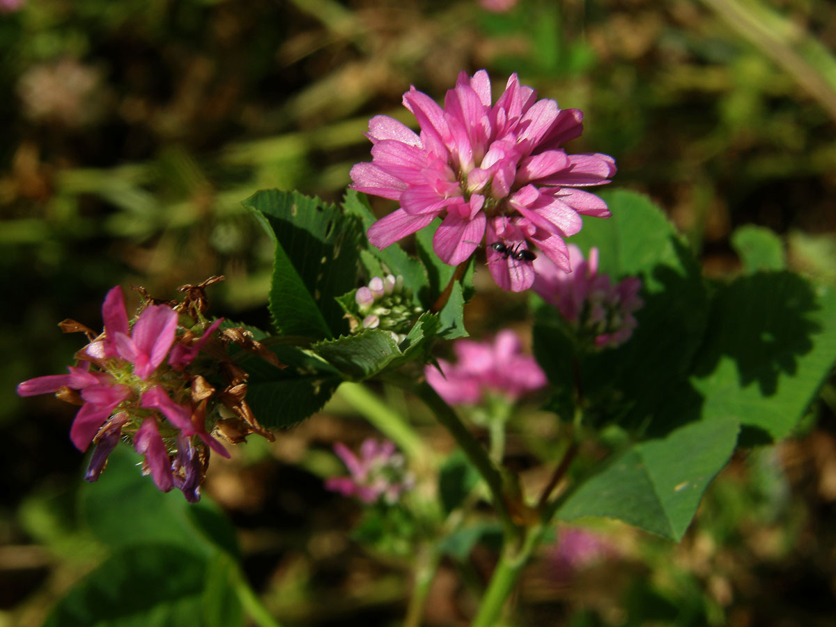 Jetel zvrácený (Trifolium resupinatum L.)