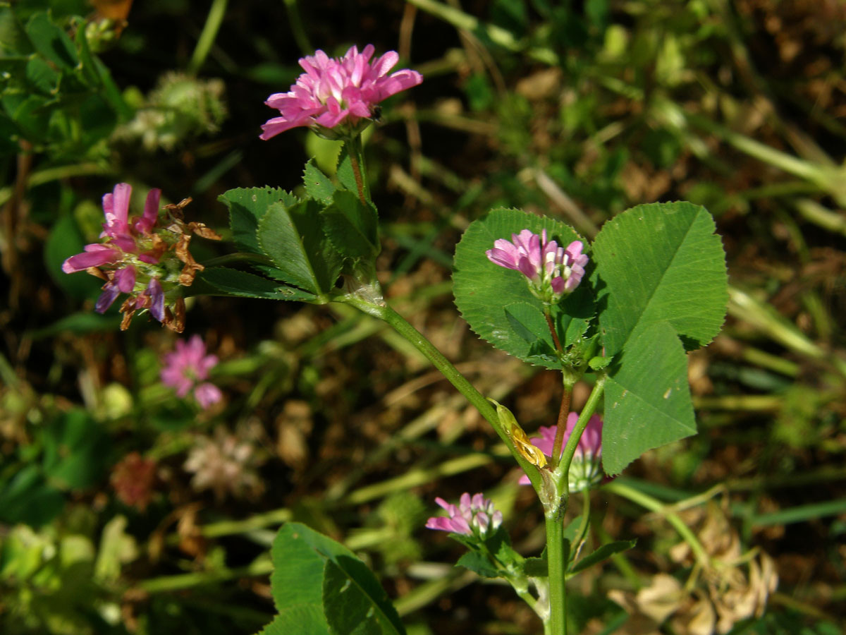 Jetel zvrácený (Trifolium resupinatum L.)