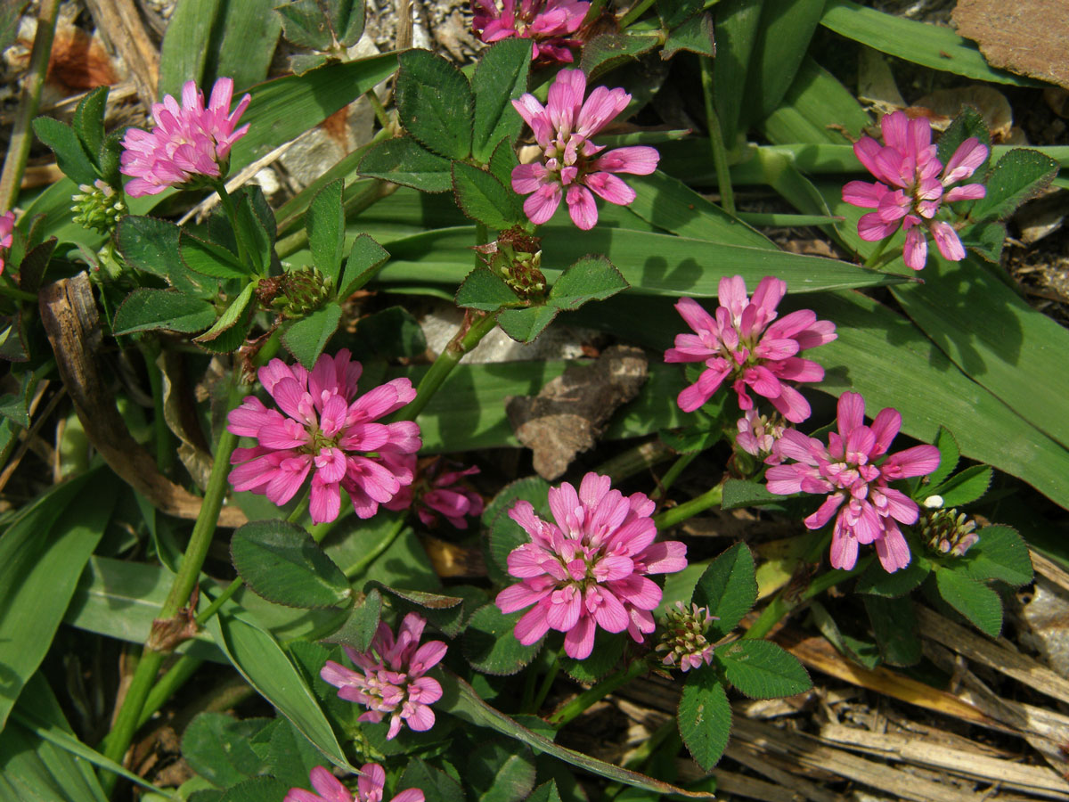 Jetel zvrácený (Trifolium resupinatum L.)