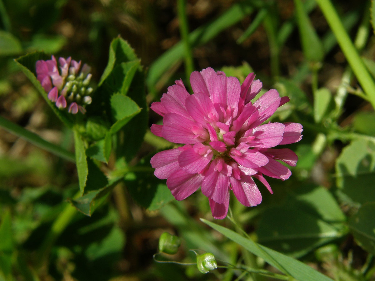 Jetel zvrácený (Trifolium resupinatum L.)