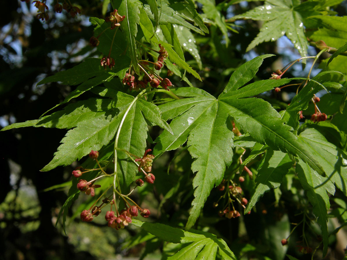 Javor dlanitolistý (Acer palmatum Thunb.)