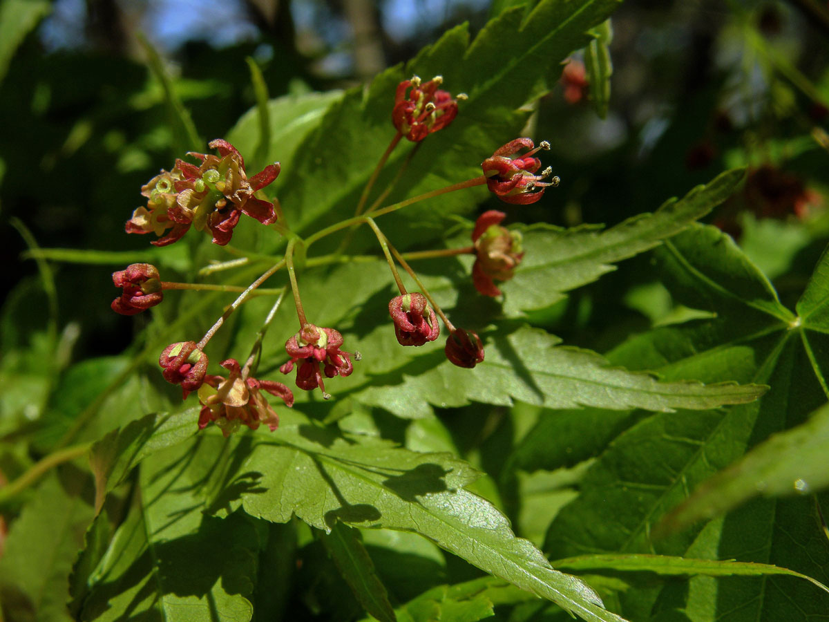 Javor dlanitolistý (Acer palmatum Thunb.)