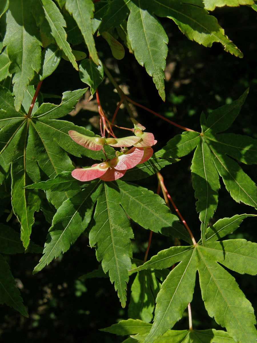 Javor dlanitolistý (Acer palmatum Thunb.)