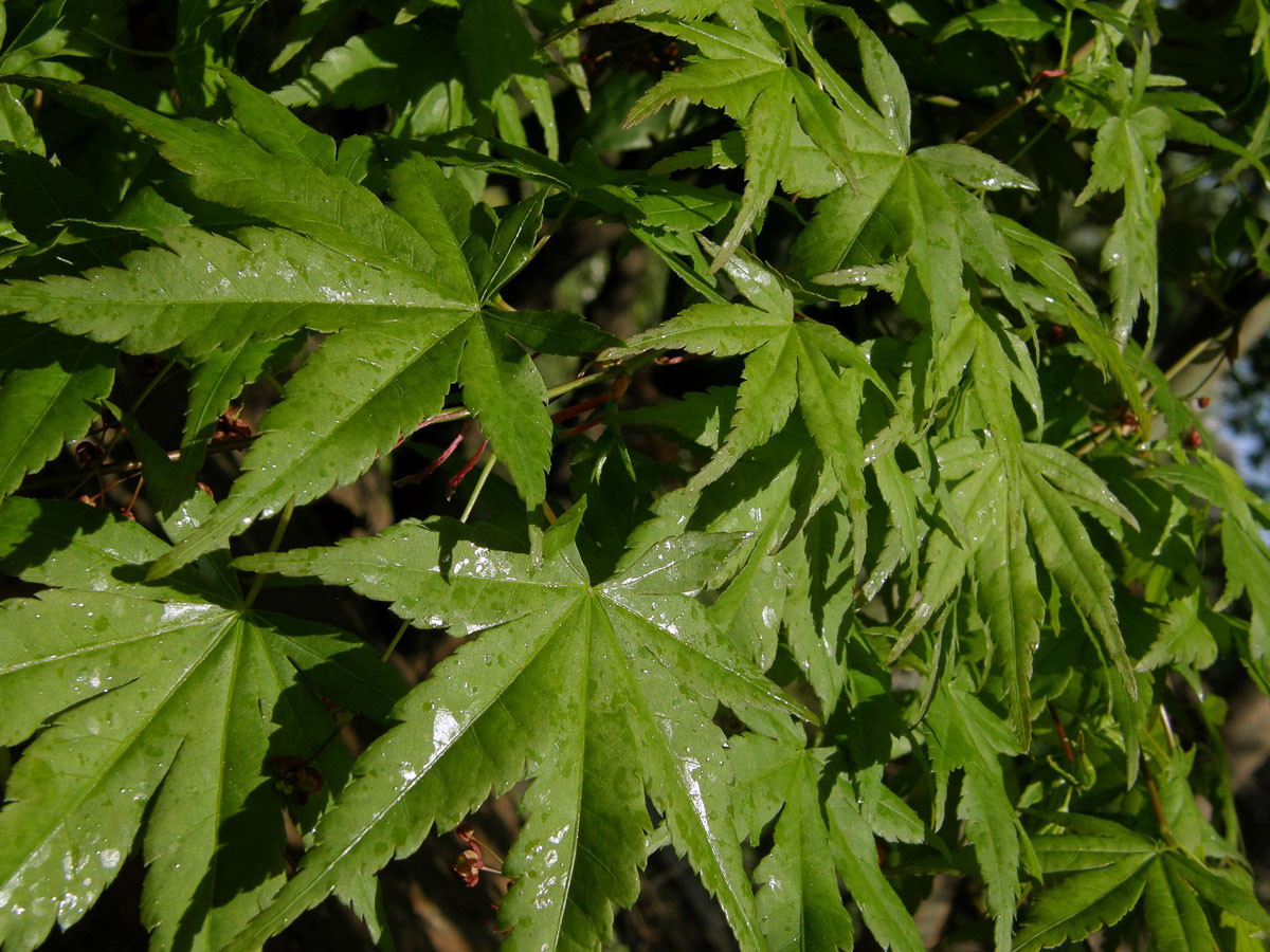 Javor dlanitolistý (Acer palmatum Thunb.)