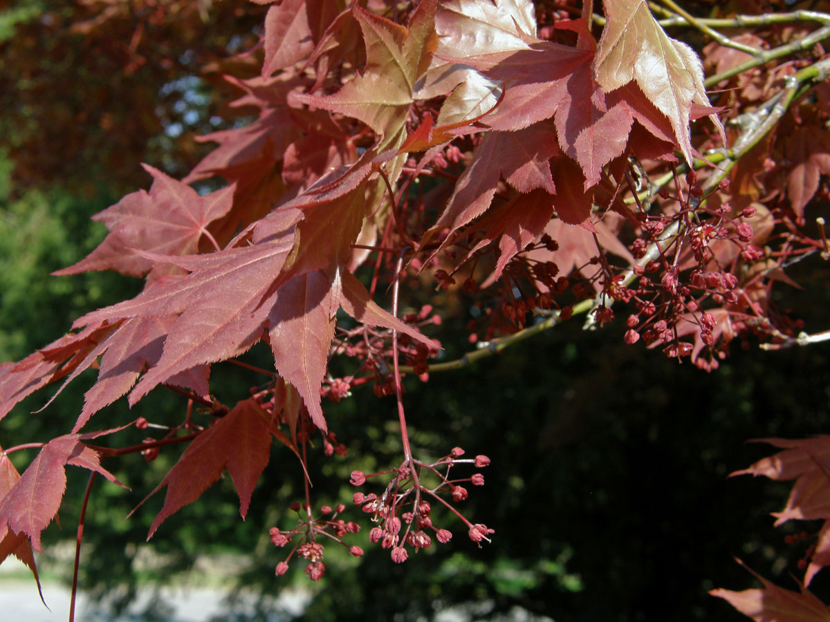 Javor dlanitolistý (Acer palmatum Thunb.)