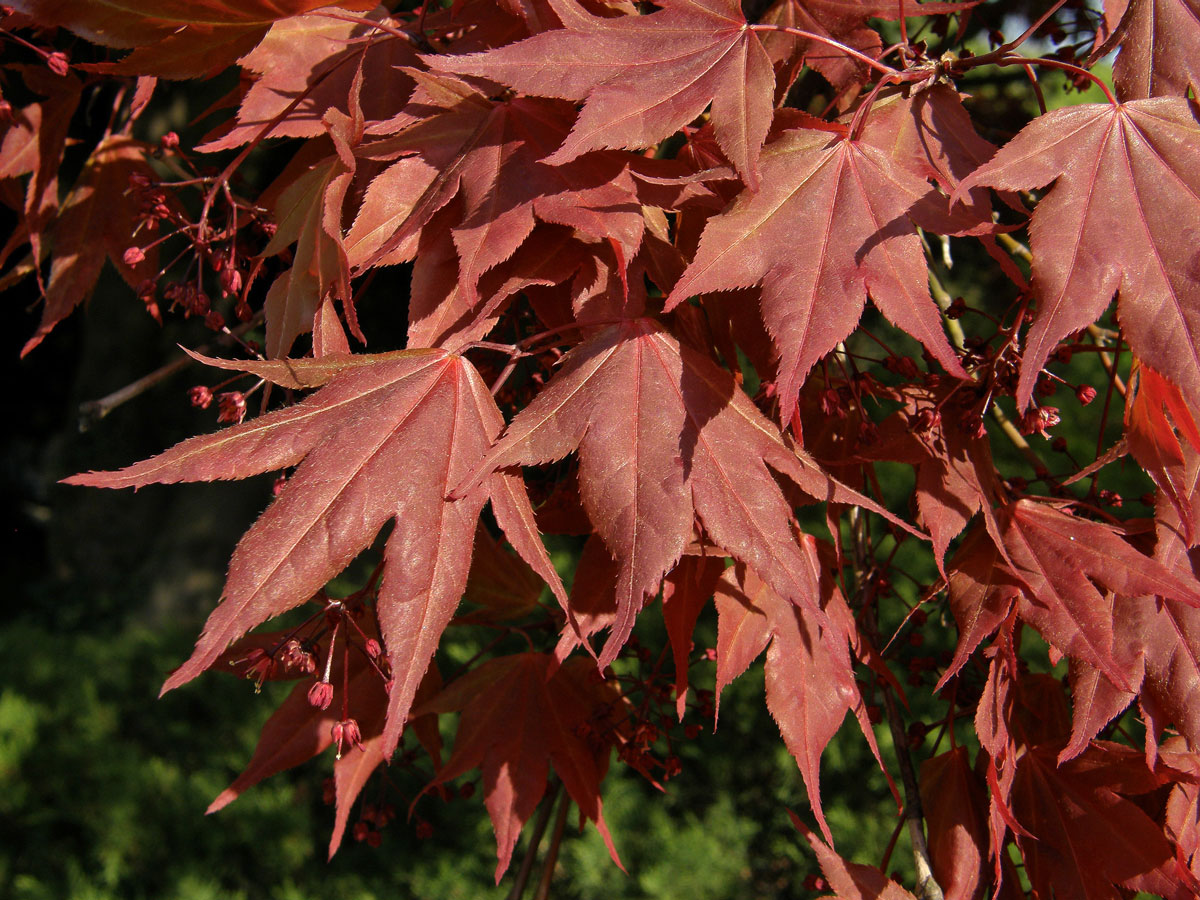 Javor dlanitolistý (Acer palmatum Thunb.)