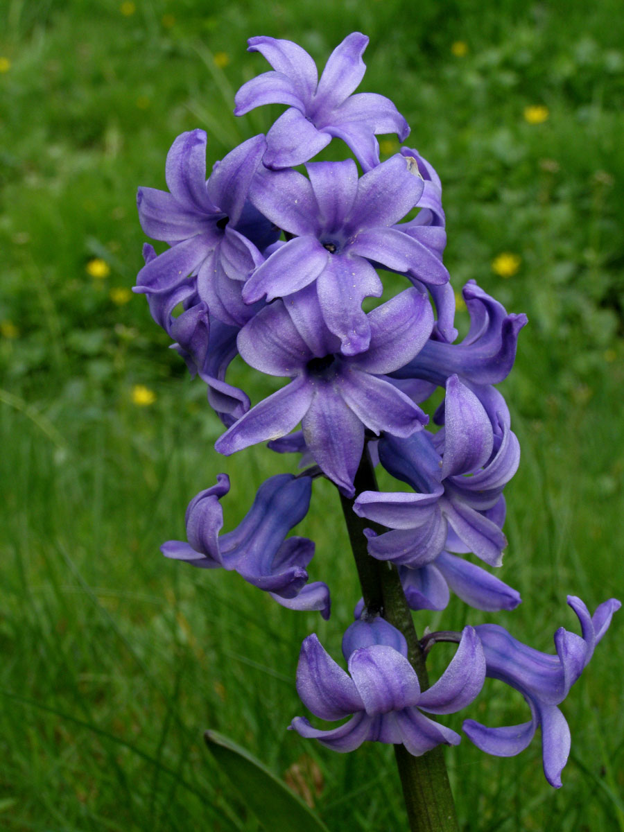 Hyacint východní (Hyacinthus orientalis L.)