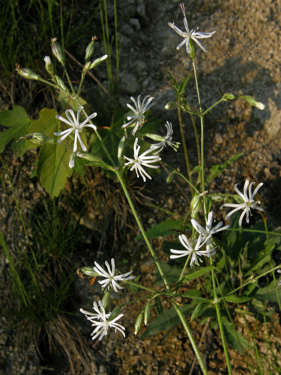 Silenka nicí (Silene nutans L.)