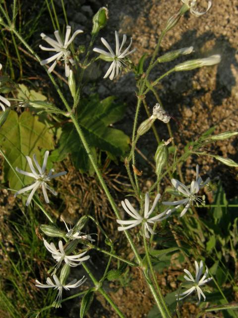 Silenka nicí (Silene nutans L.)