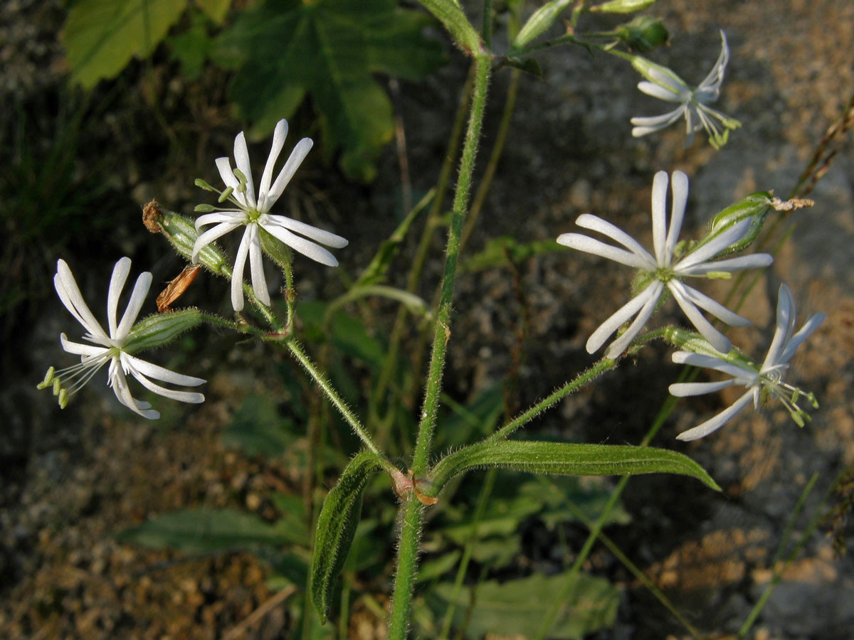 Silenka nicí (Silene nutans L.)