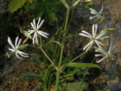 Silenka nicí (Silene nutans L.)