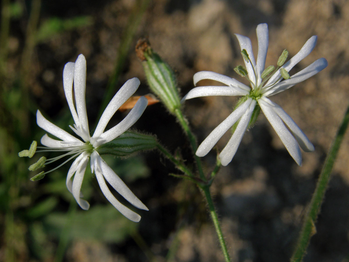 Silenka nicí (Silene nutans L.)