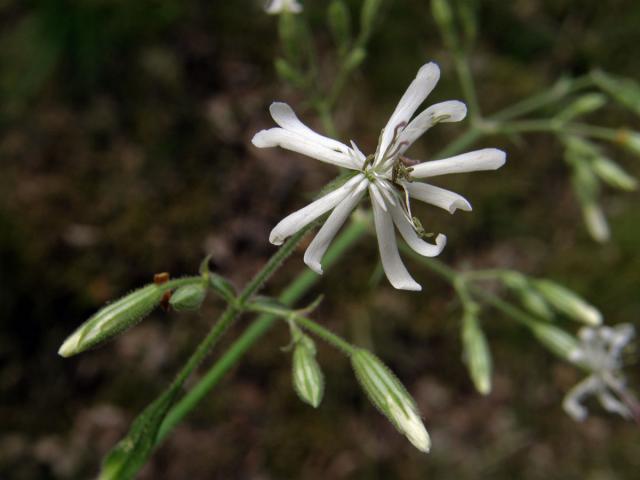 Silenka nicí (Silene nutans L.)