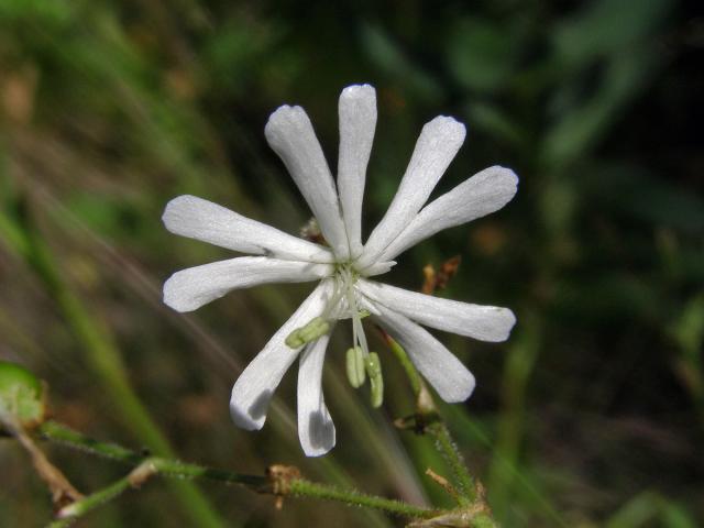 Silenka nicí (Silene nutans L.)