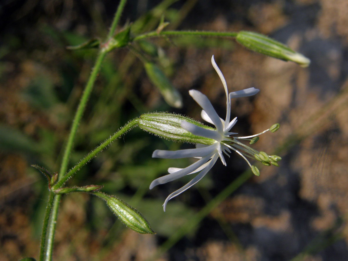 Silenka nicí (Silene nutans L.)