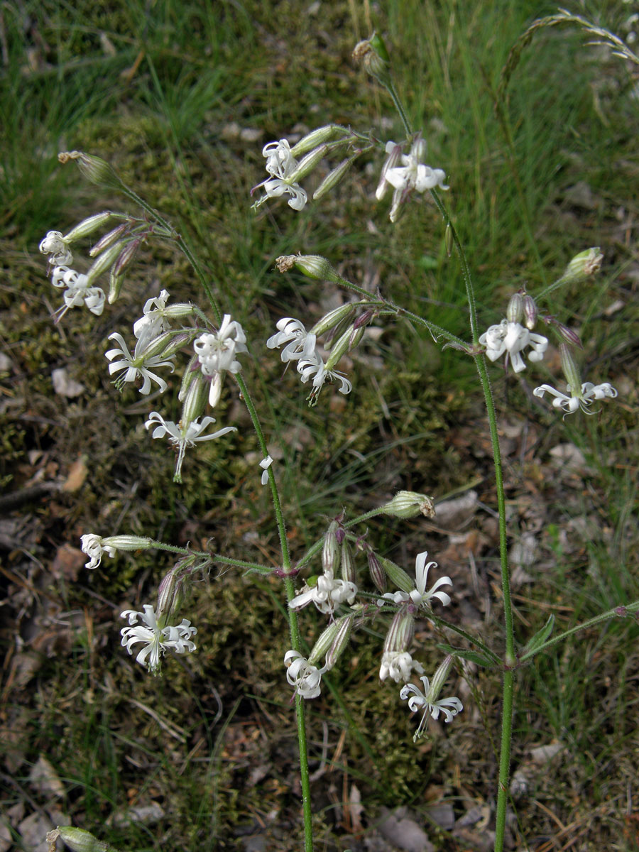 Silenka nicí (Silene nutans L.)