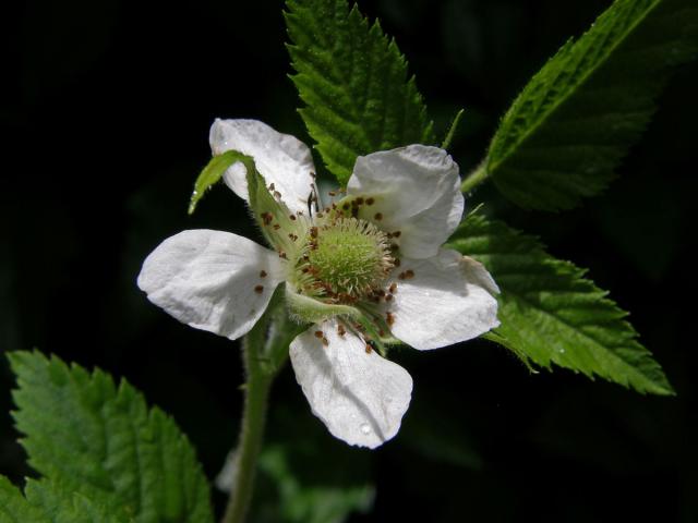 Ostružiník (Rubus rosifolius Sm.)