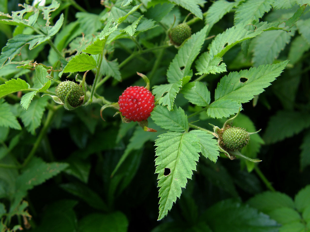 Ostružiník (Rubus rosifolius Sm.)