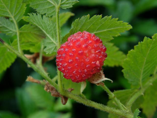 Ostružiník (Rubus rosifolius Sm.)