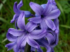 Hyacint východní (Hyacinthus orientalis L.)