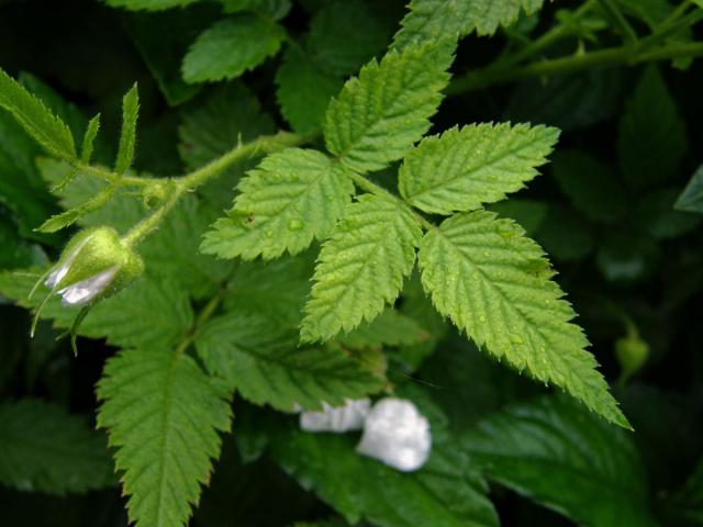 Ostružiník (Rubus rosifolius Sm.)