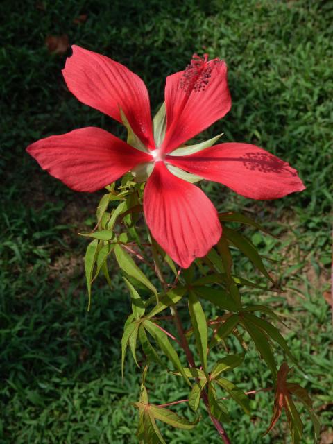 Ibišek (Hibiscus coccineus (Medik.) Walter)