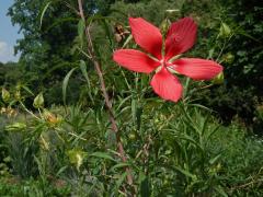 Ibišek (Hibiscus coccineus (Medik.) Walter)