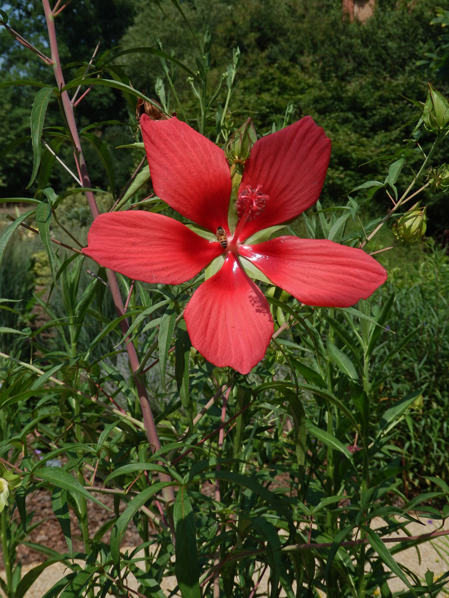 Ibišek (Hibiscus coccineus (Medik.) Walter)