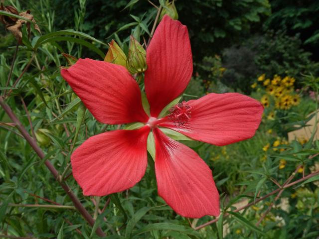 Ibišek (Hibiscus coccineus (Medik.) Walter)