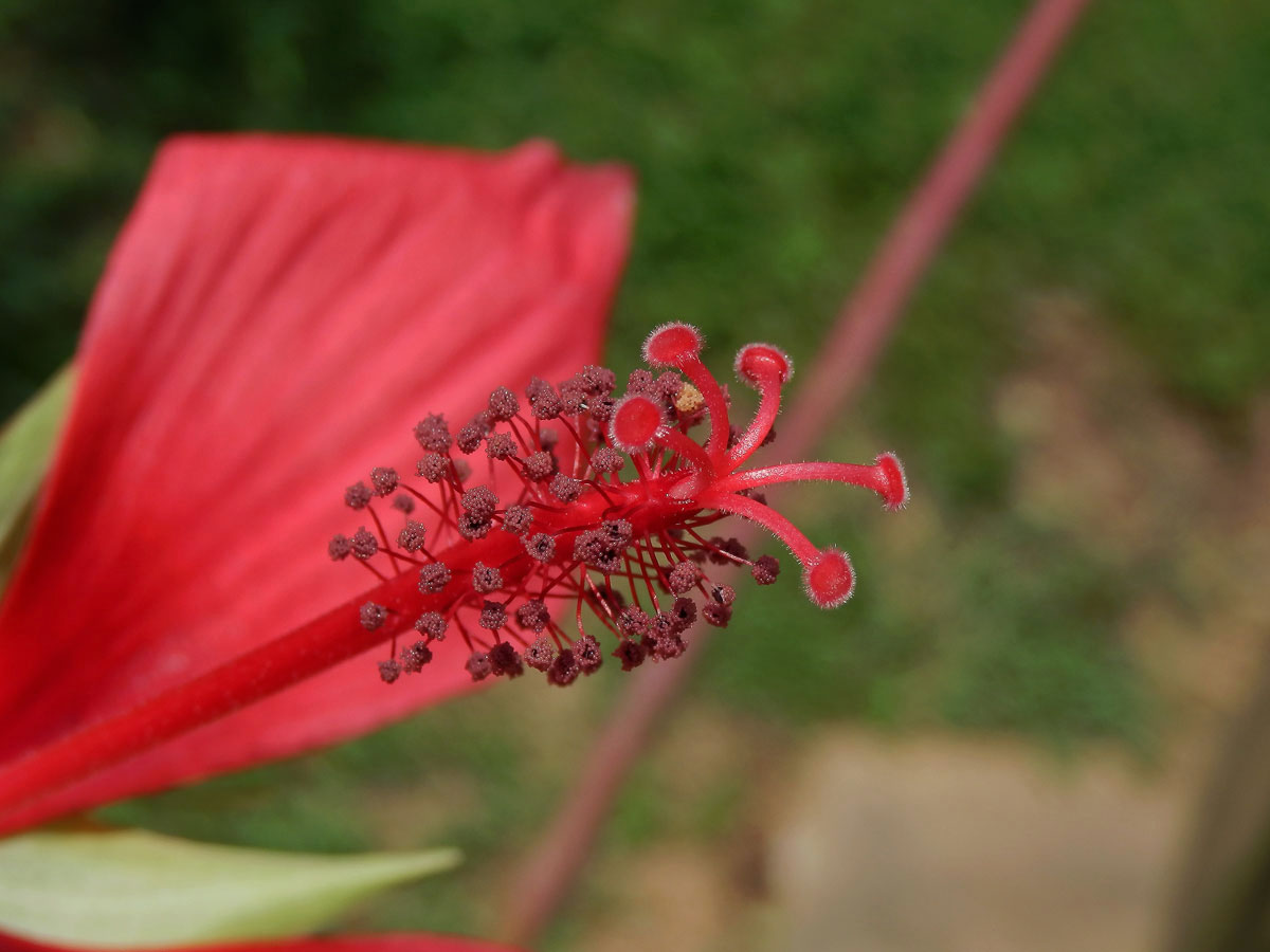 Ibišek (Hibiscus coccineus (Medik.) Walter)