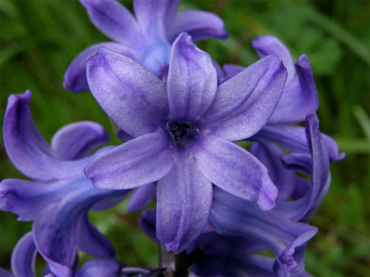 Hyacint východní (Hyacinthus orientalis L.)