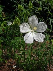 Ibišek (Hibiscus coccineus (Medik.) Walter)