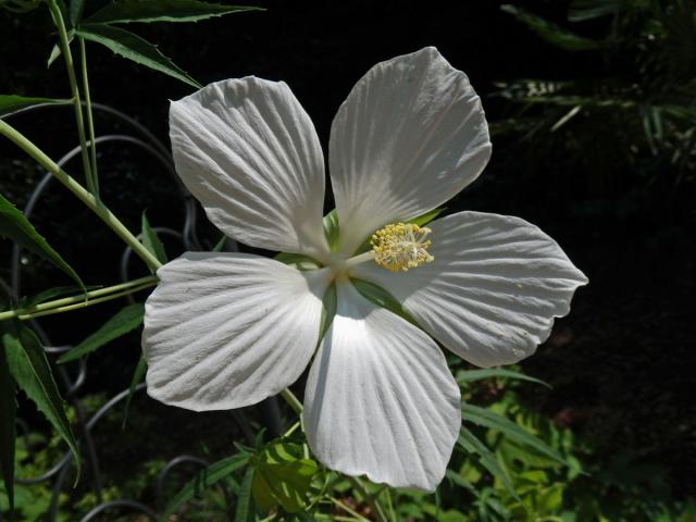 Ibišek (Hibiscus coccineus (Medik.) Walter)