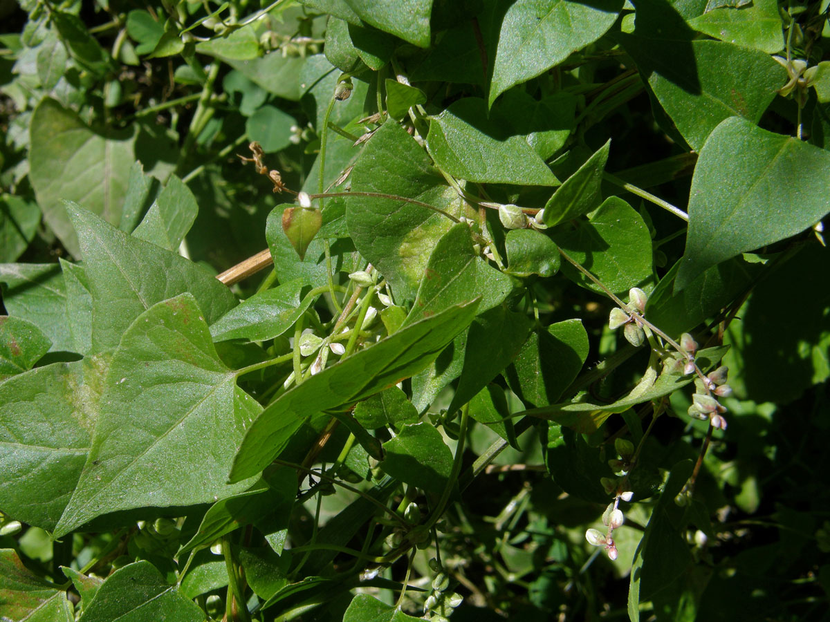 Opletka obecná (Fallopia convolvulus (L.) Á. Love)