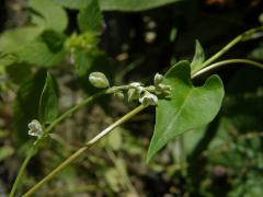 Opletka obecná (Fallopia convolvulus (L.) Á. Love)