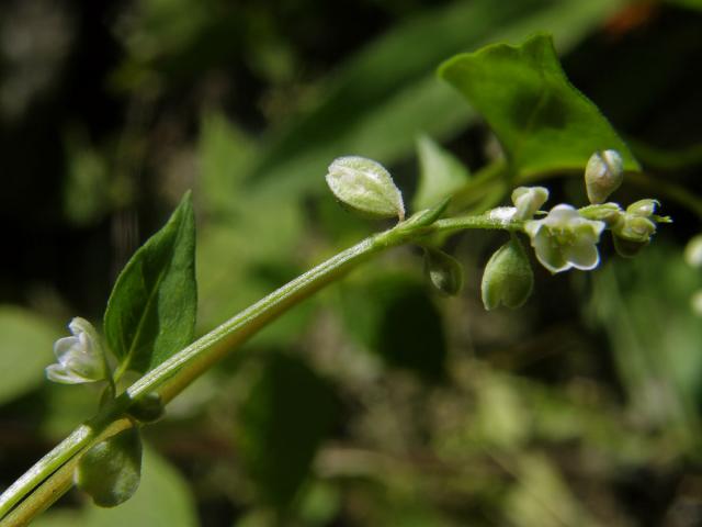 Opletka obecná (Fallopia convolvulus (L.) Á. Love)