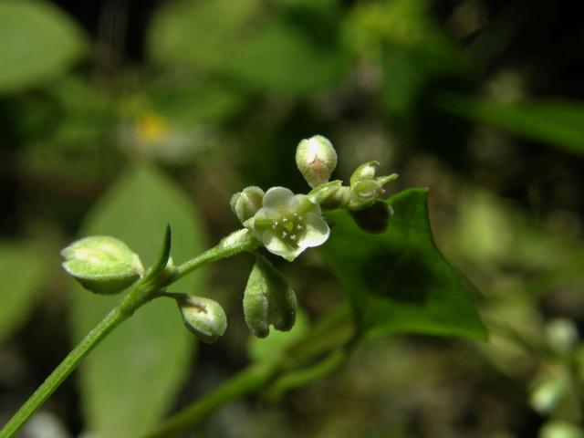 Opletka obecná (Fallopia convolvulus (L.) Á. Love)