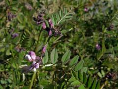 Vikev (Vicia orobus L.)