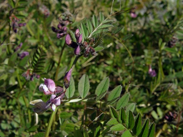 Vikev (Vicia orobus L.)