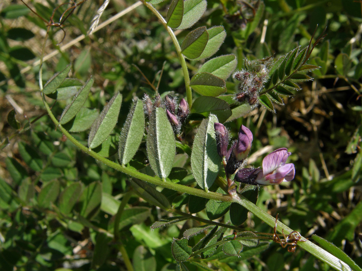 Vikev (Vicia orobus L.)