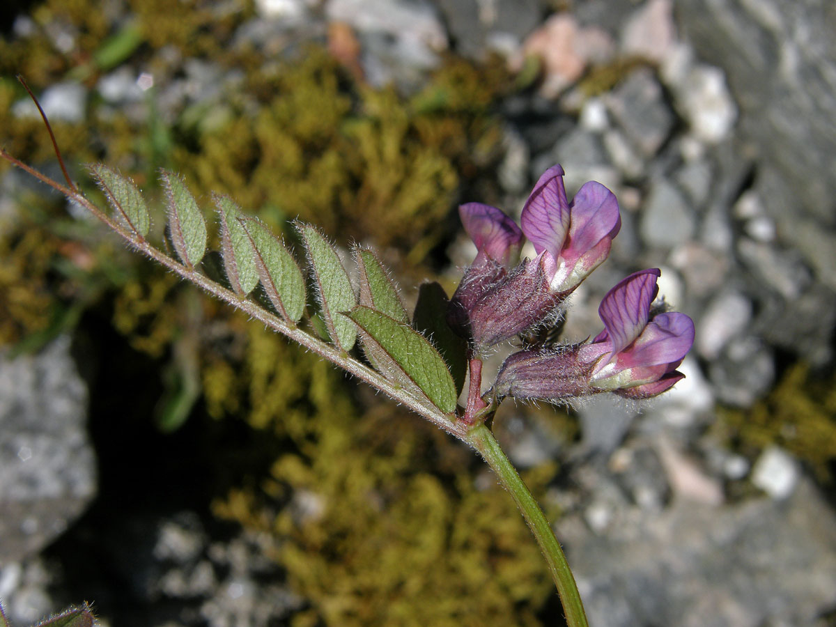 Vikev (Vicia orobus L.)