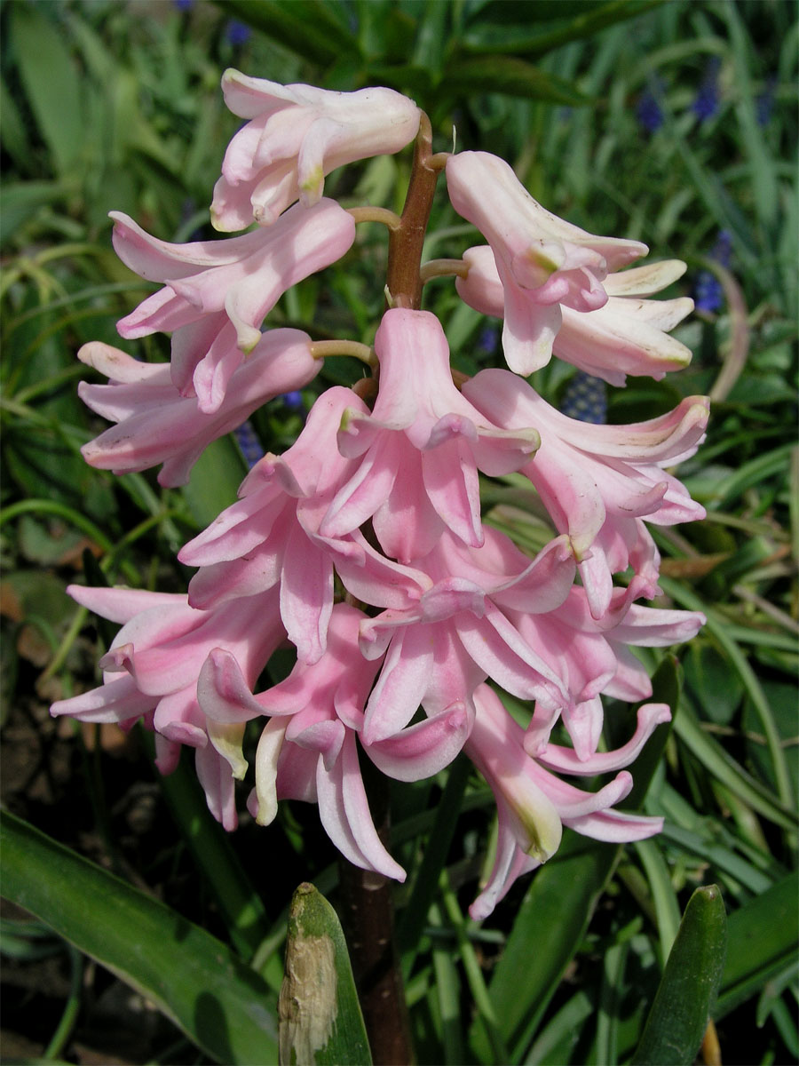 Hyacint východní (Hyacinthus orientalis L.)