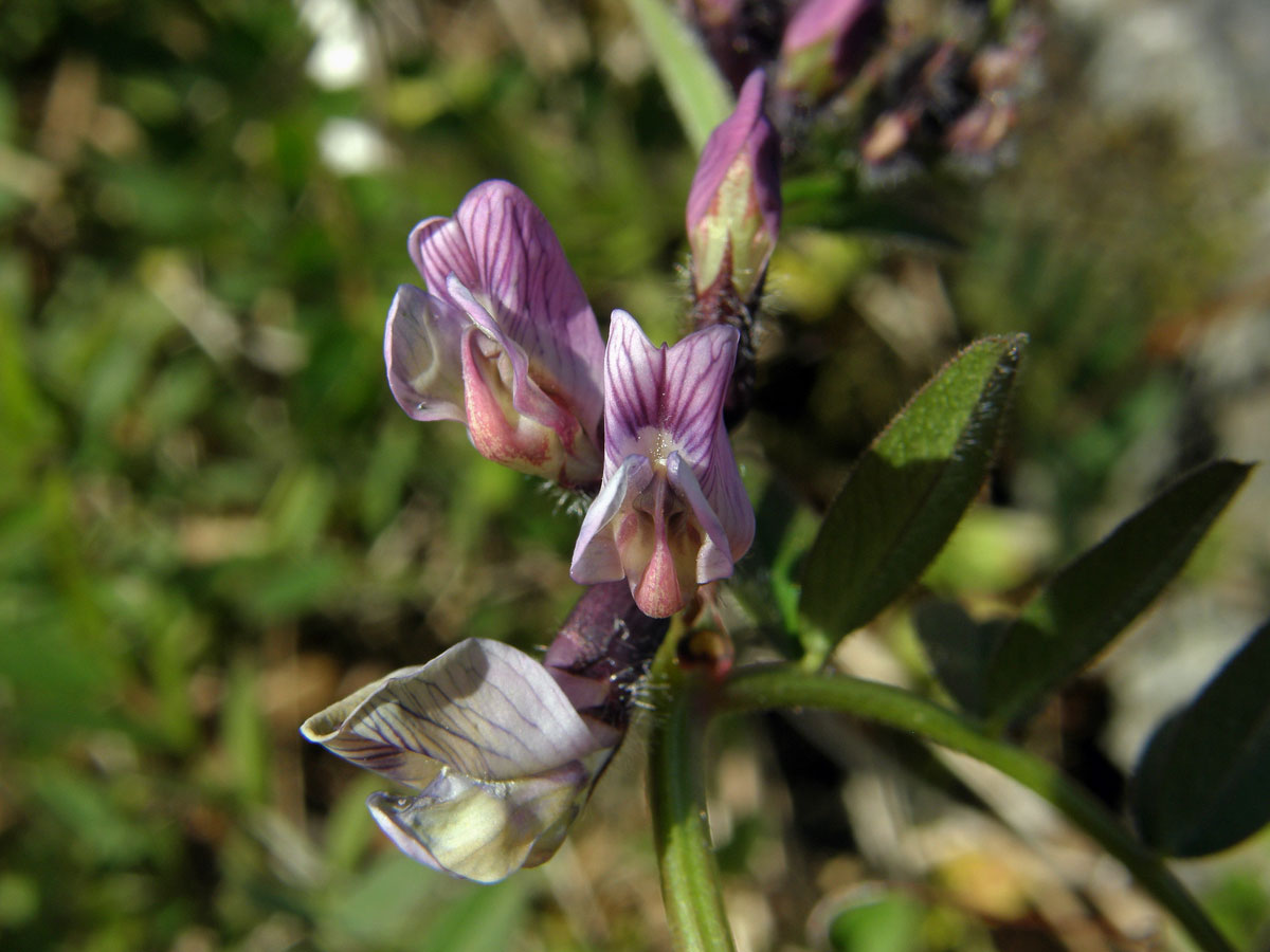 Vikev (Vicia orobus L.)