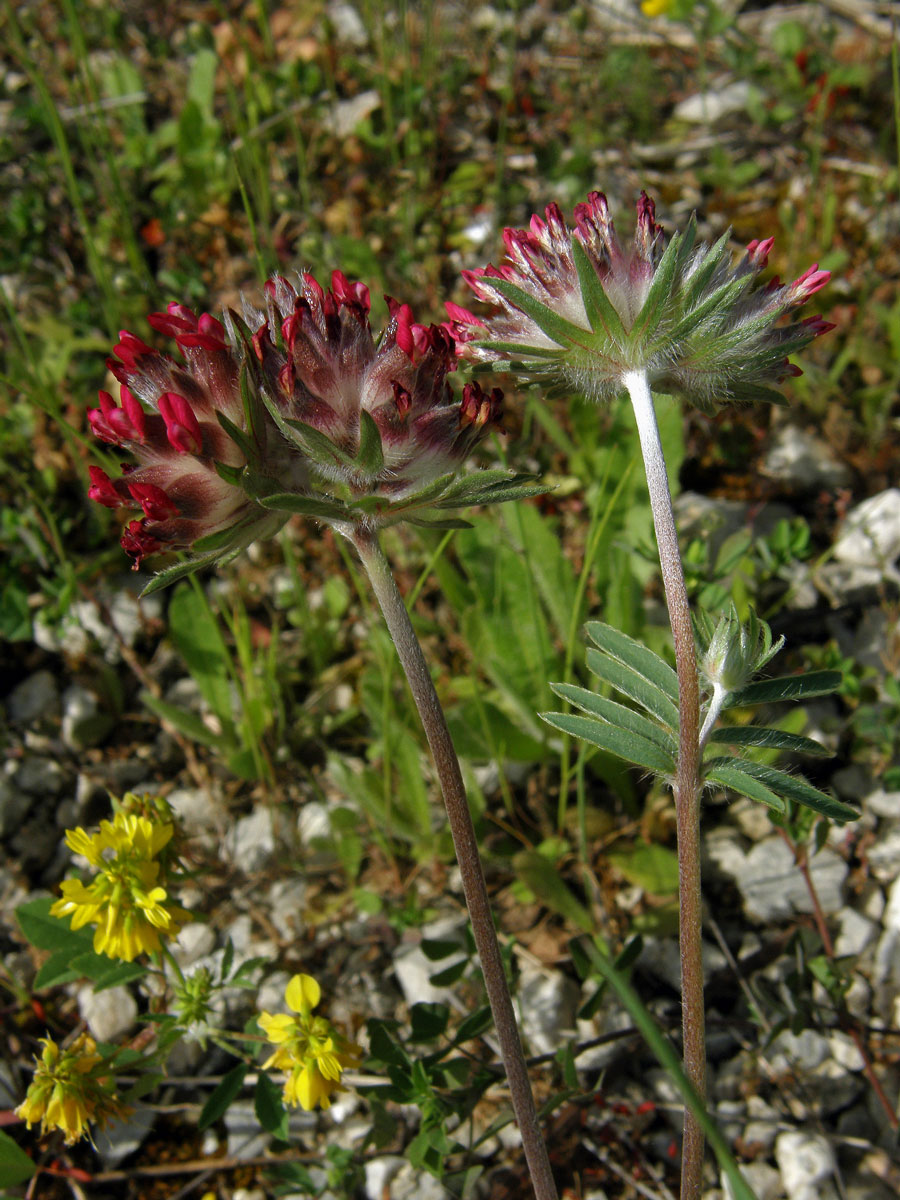 Úročník bolhoj červenokvětý (Anthyllis vulneraria L. subsp. praeproptera (A. Kerner) Bornm)