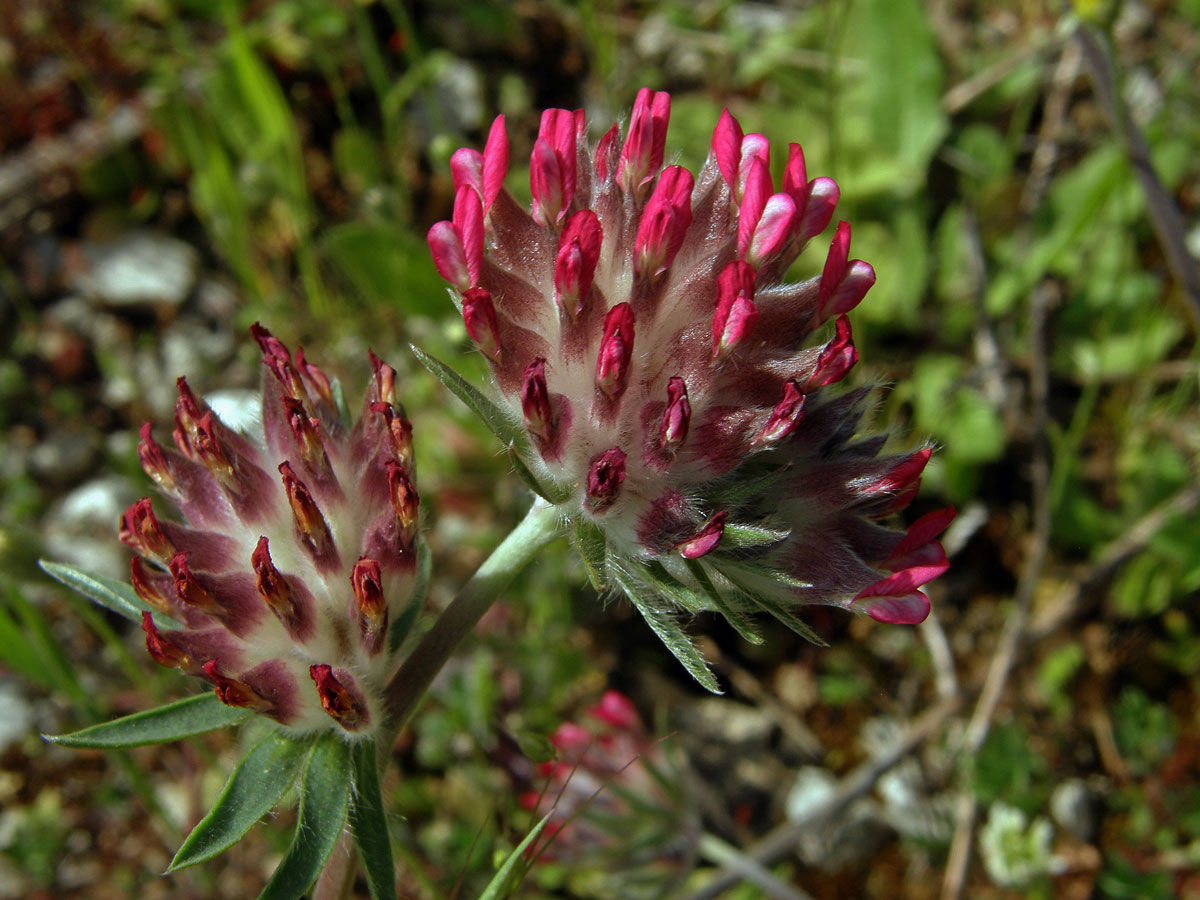 Úročník bolhoj červenokvětý (Anthyllis vulneraria L. subsp. praeproptera (A. Kerner) Bornm)