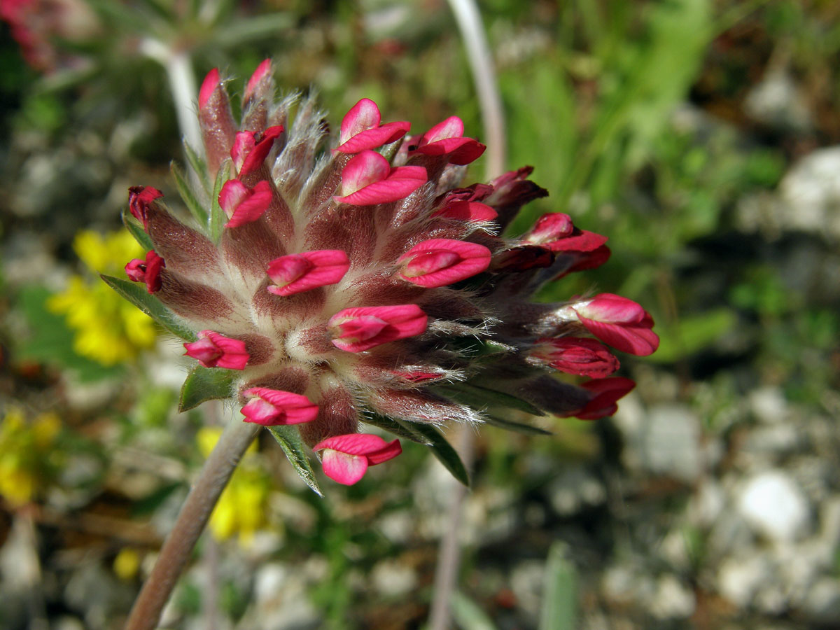 Úročník bolhoj červenokvětý (Anthyllis vulneraria L. subsp. praeproptera (A. Kerner) Bornm)